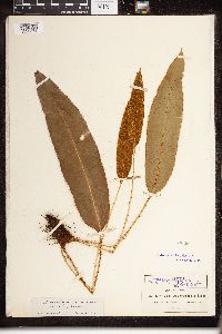 Image of Elaphoglossum erinaceum