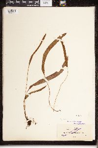 Image of Elaphoglossum huacsaro