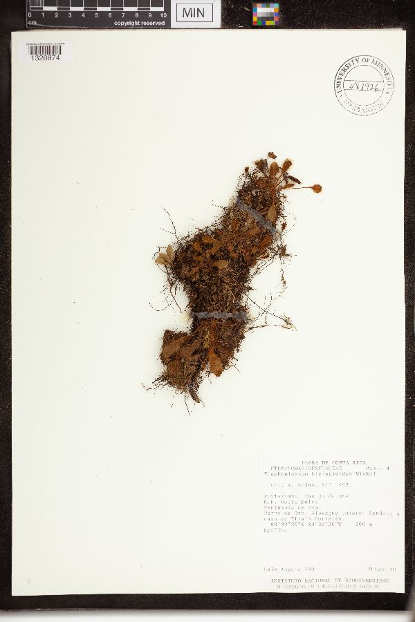 Elaphoglossum hieracioides image