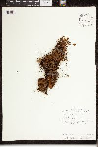 Image of Elaphoglossum hieracioides