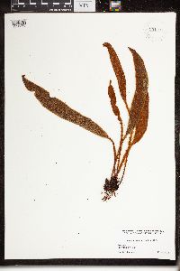 Image of Elaphoglossum hirtum