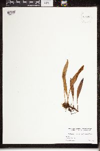 Image of Elaphoglossum inaequalifolium