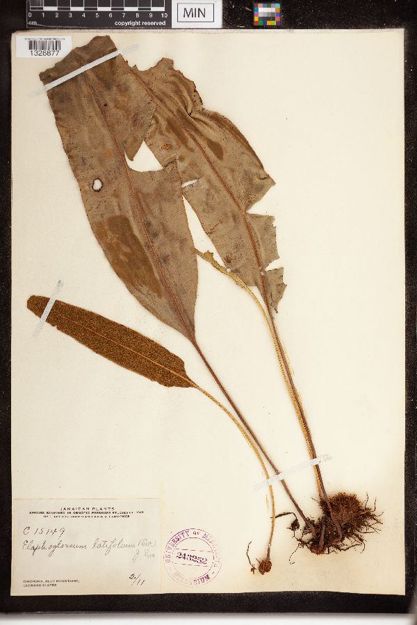 Elaphoglossum latifolium image