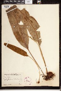 Image of Elaphoglossum latifolium