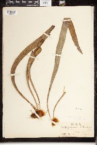 Image of Elaphoglossum herminieri