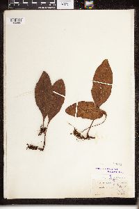 Image of Elaphoglossum lingua