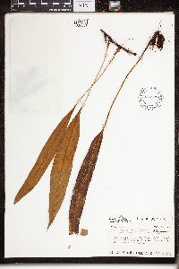thumbnail image of current specimen
