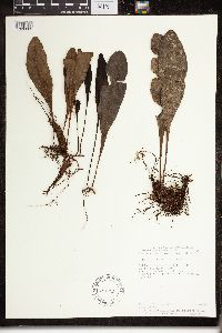 thumbnail image of current specimen