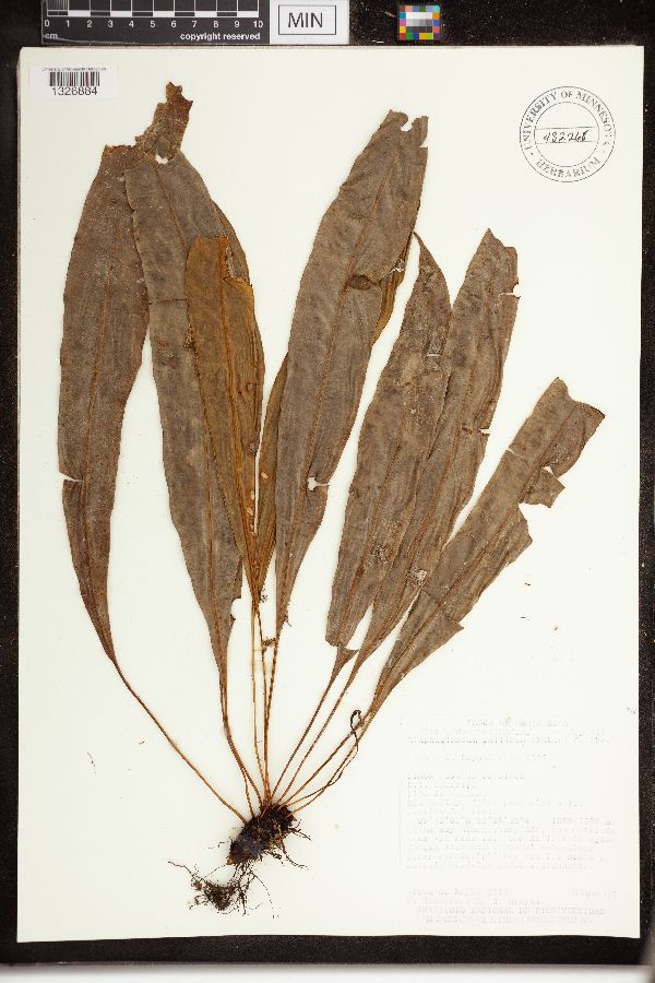 Elaphoglossum pallidum image