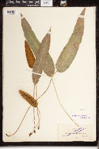 Elaphoglossum pallidum image