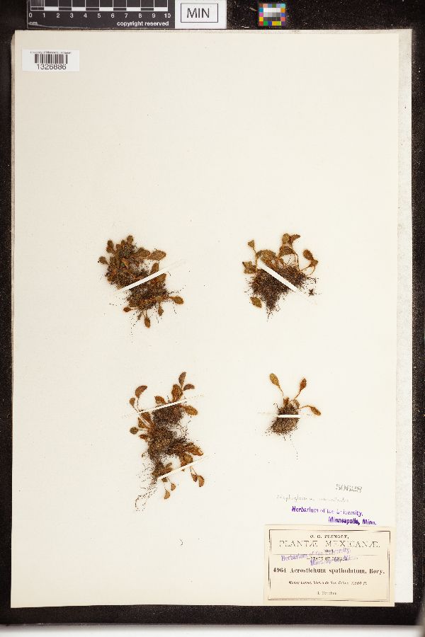 Elaphoglossum piloselloides image