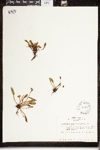 thumbnail image of current specimen