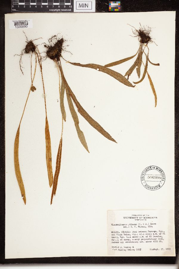 Elaphoglossum pilosum image