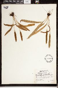 Elaphoglossum pilosum image