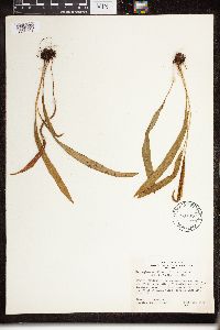 Elaphoglossum pilosum image
