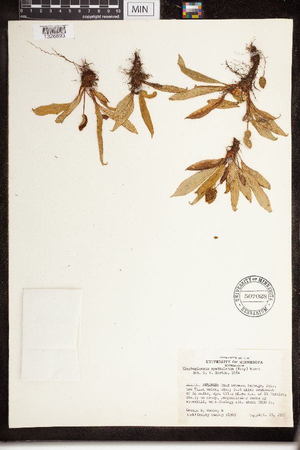 Elaphoglossum spathulatum image