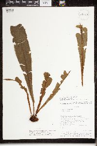 Elaphoglossum apodum image