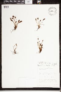thumbnail image of current specimen