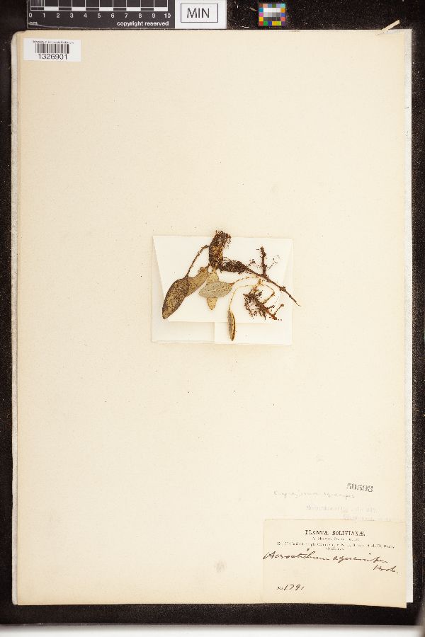 Elaphoglossum image