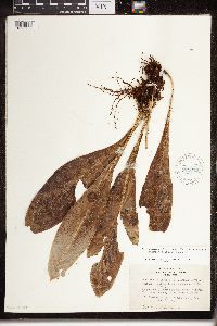 thumbnail image of current specimen