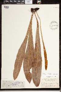 thumbnail image of current specimen