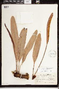 Image of Elaphoglossum crassifolium