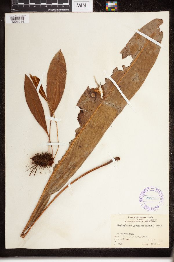 Elaphoglossum gorgoneum image