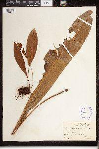Image of Elaphoglossum gorgoneum