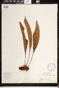 thumbnail image of current specimen