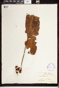 thumbnail image of current specimen