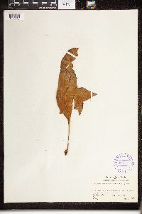 thumbnail image of current specimen