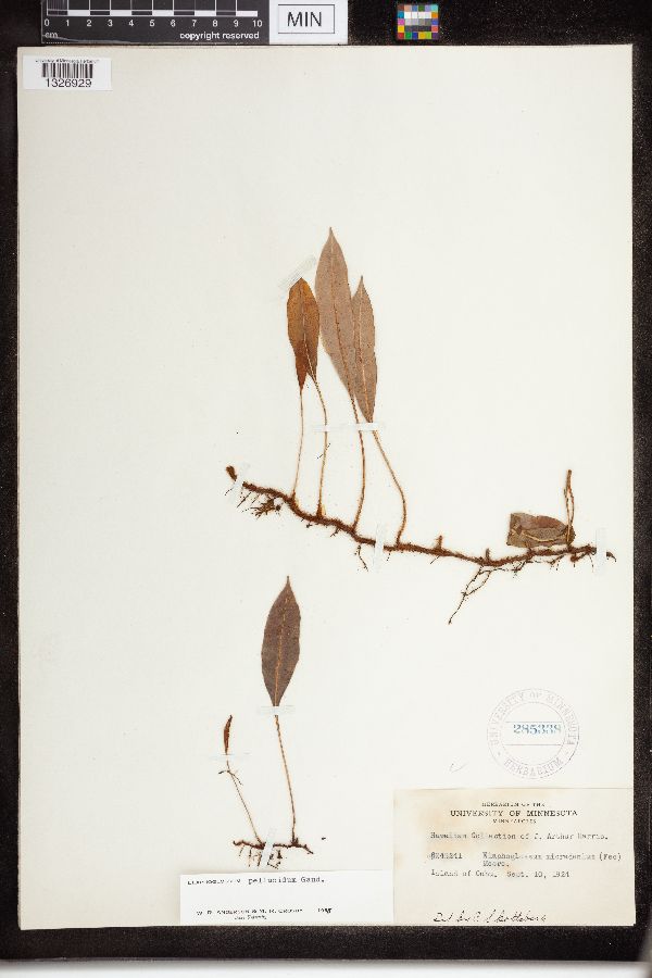 Elaphoglossum pellucidum image