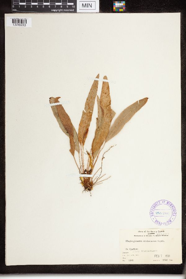 Elaphoglossum societarum image