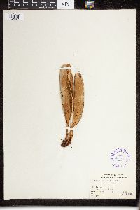 Elaphoglossum tahitense image