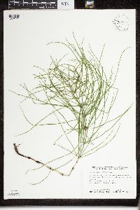 Thumbnail image of current specimen