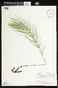 thumbnail image of current specimen