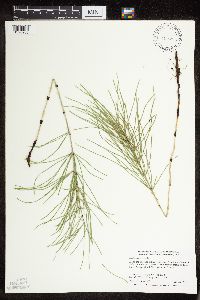 Thumbnail image of current specimen