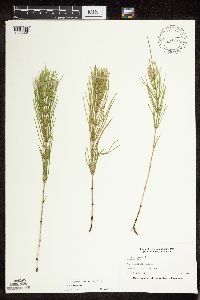 Thumbnail image of current specimen