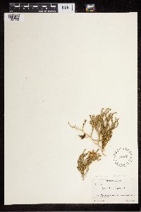 Diphasiastrum alpinum image