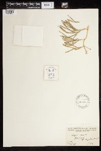 Diphasiastrum alpinum image