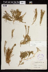 Diphasiastrum alpinum image