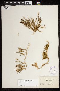 Diphasiastrum alpinum image