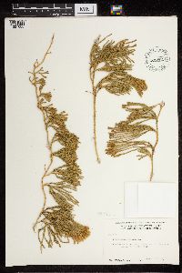 Diphasiastrum alpinum image
