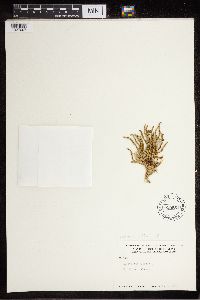 Diphasiastrum alpinum image