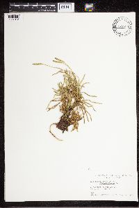Media resource of Lycopodium complanatum