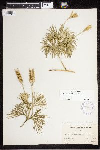 Diphasiastrum digitatum image