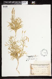 Diphasiastrum digitatum image