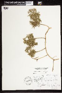 Diphasiastrum digitatum image