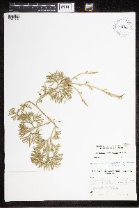 Diphasiastrum digitatum image