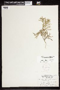 Diphasiastrum digitatum image